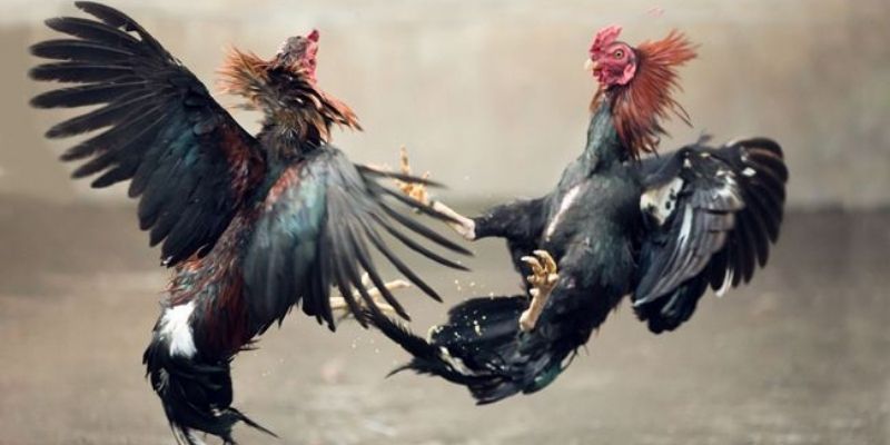 Rèn luyện lực chiến của gà có cựa nhật nguyệt thường xuyên để tăng lực chiến