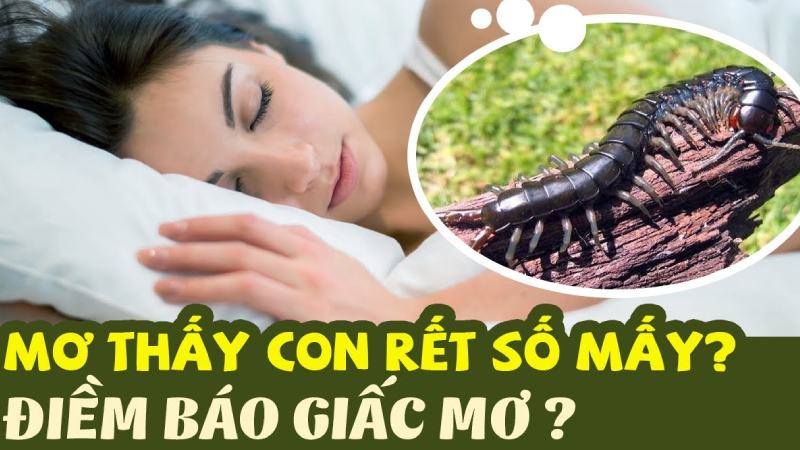 Nằm mơ thấy rết đánh số mấy may mắn