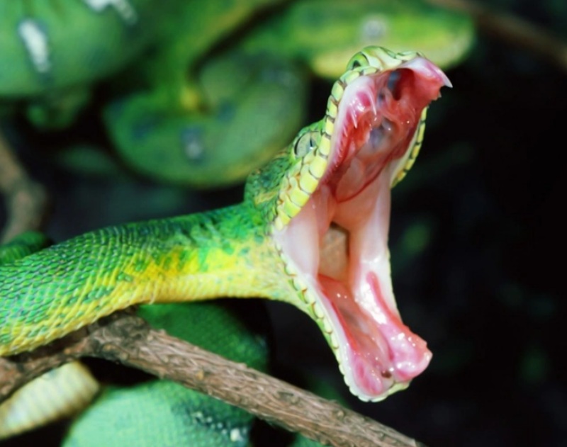 Nằm mơ thấy rắn cắn đánh số gì khi rắn có nhiều màu?