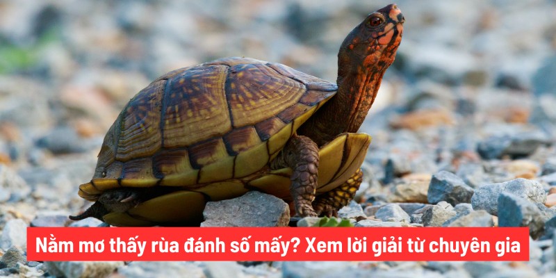 nằm mơ thấy rùa đánh số mấy